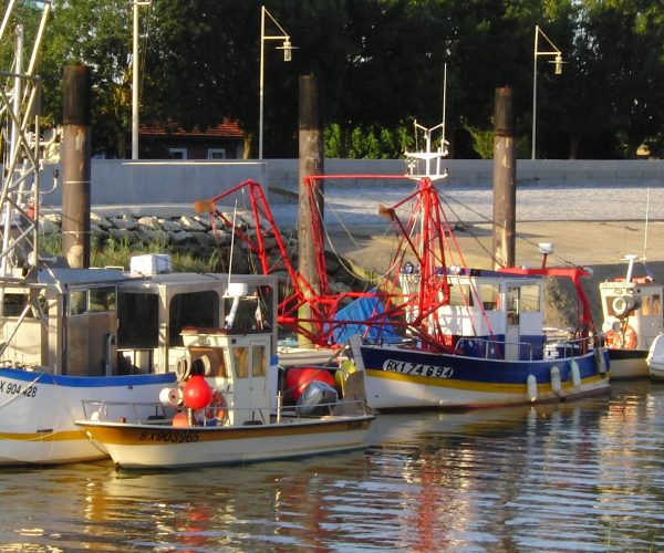 Excursion (1 journée) : Le tour de l’estuaire