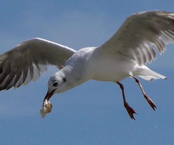 Le parc ornithologique de l’estuaire